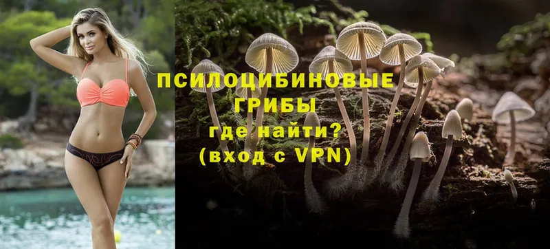 Псилоцибиновые грибы Psilocybine cubensis  Ивантеевка 